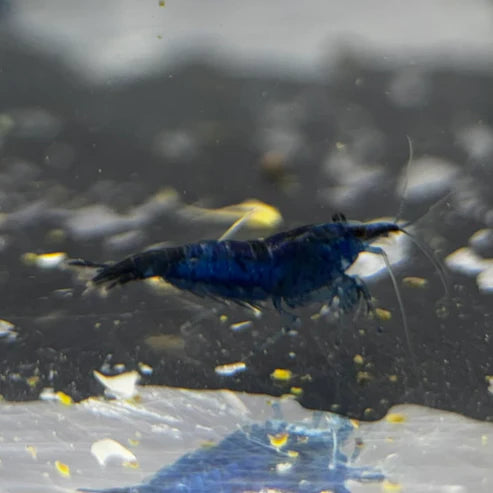 Blue Dream Neocaridina Shrimp - The Ray Aquariums