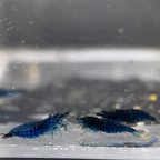 Blue Dream Neocaridina Shrimp - The Ray Aquariums
