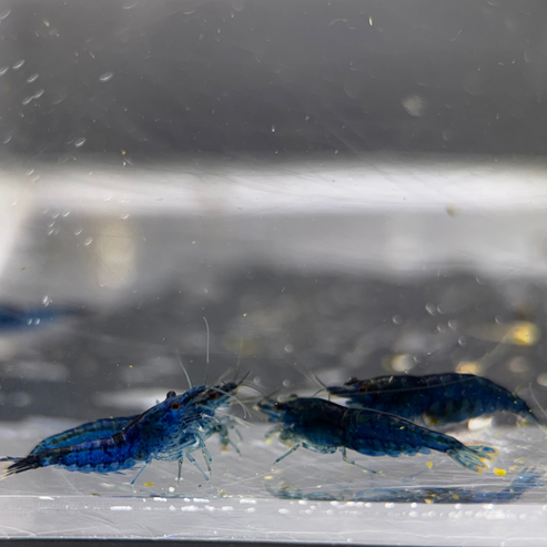 Blue Dream Neocaridina Shrimp - The Ray Aquariums