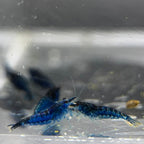 Blue Dream Neocaridina Shrimp - The Ray Aquariums
