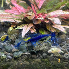Blue Diamond (Blue Ocean) Neocaridina Shrimp - The Ray Aquariums