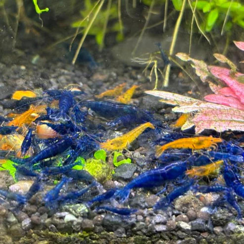 Blue Diamond (Blue Ocean) Neocaridina Shrimp - The Ray Aquariums