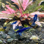 Blue Diamond (Blue Ocean) Neocaridina Shrimp - The Ray Aquariums