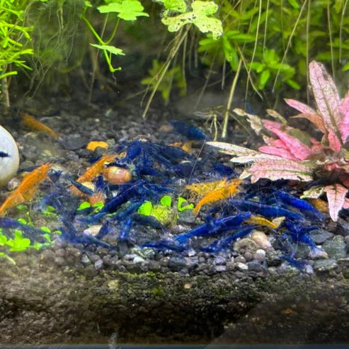 Blue Diamond (Blue Ocean) Neocaridina Shrimp - The Ray Aquariums