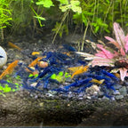 Blue Diamond (Blue Ocean) Neocaridina Shrimp - The Ray Aquariums