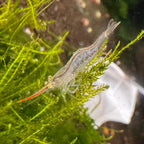 Red Nose Pinocchio Shrimp - The Ray Aquariums