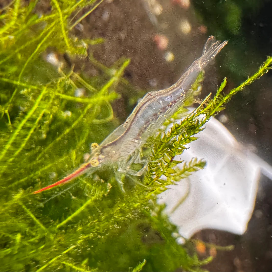 Red Nose Pinocchio Shrimp - The Ray Aquariums