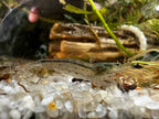 Amano shrimp - The Ray Aquariums