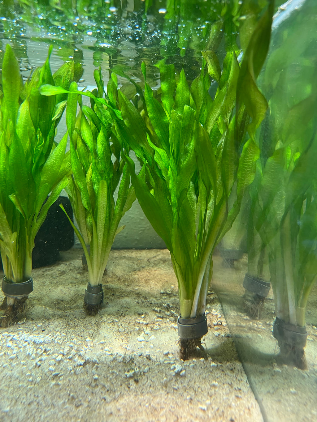 Vallisneria Asiatica (Giant Corkscrew)