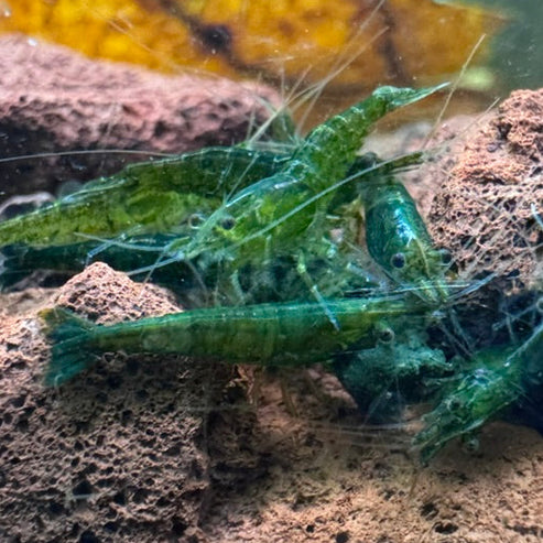 Green Jelly Neocaridina Shrimp - The Ray Aquariums