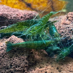 Green Jelly Neocaridina Shrimp - The Ray Aquariums