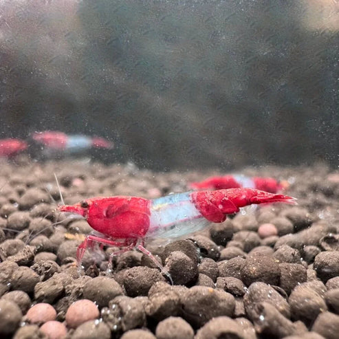 Red Rili Neocaridina Shrimp