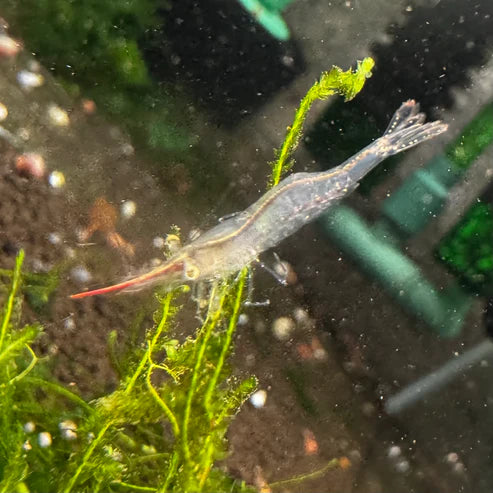 Red Nose Pinocchio Shrimp - The Ray Aquariums