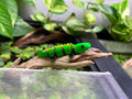 Adopt a 3D Bichir
