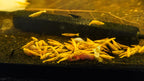 Vibrant Yellow Gold Dust Neocaridina Shrimp