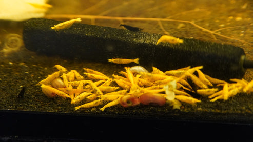 Vibrant Yellow Gold Dust Neocaridina Shrimp