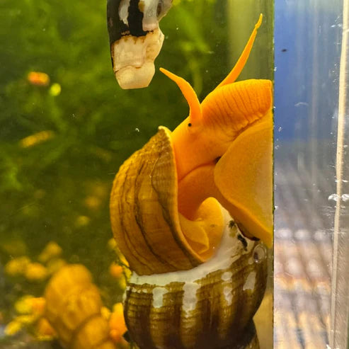 Orange Poso Rabbit Snail (Tylomelania gemmifera)