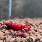 Dark Bloody Mary Neocaridina Shrimp - The Ray Aquariums