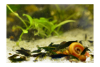 Green Jade Neocaridina Shrimp - The Ray Aquariums