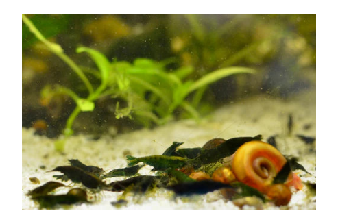 Green Jade Neocaridina Shrimp - The Ray Aquariums