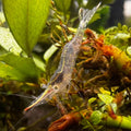 Red Nose Pinocchio Shrimp - The Ray Aquariums