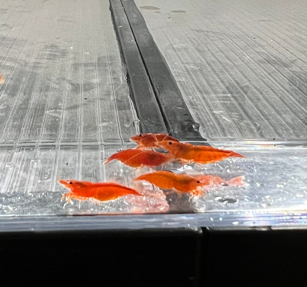 Orange Sunkist