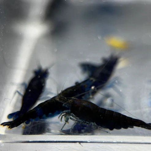 Blue Diamond (Blue Ocean) Neocaridina Shrimp - The Ray Aquariums