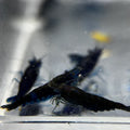 Blue Diamond (Blue Ocean) Neocaridina Shrimp - The Ray Aquariums