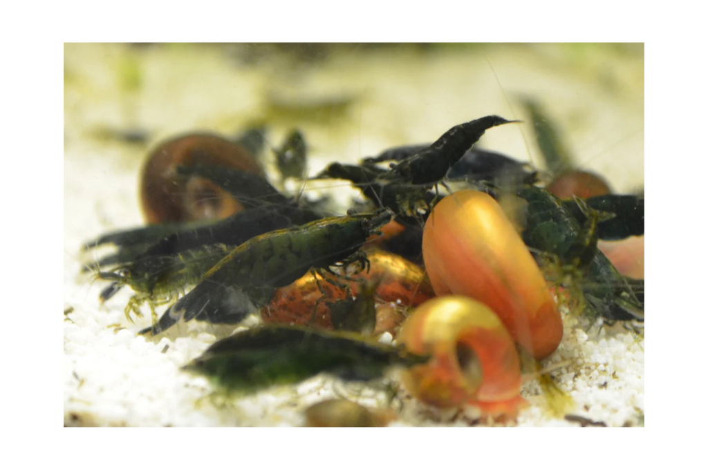 Green Jade Neocaridina Shrimp - The Ray Aquariums