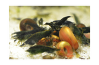 Green Jade Neocaridina Shrimp - The Ray Aquariums