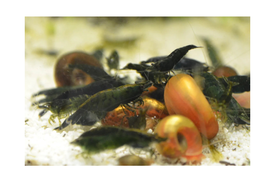 Green Jade Neocaridina Shrimp - The Ray Aquariums