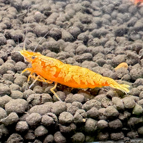 24K Sunkist Orange Neocaridina Shrimp