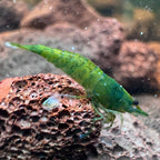 Green Jelly Neocaridina Shrimp - The Ray Aquariums