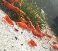 Orange Sunkist