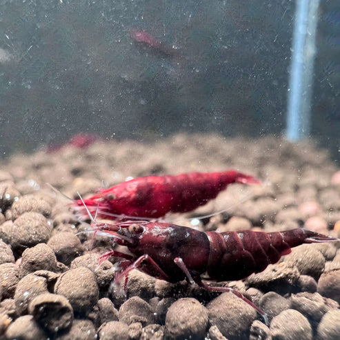Dark Bloody Mary Neocaridina Shrimp - The Ray Aquariums