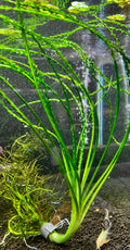 African Onion Plant (crinum calamistratum)