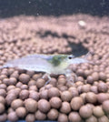 Snow White Amano Shrimp