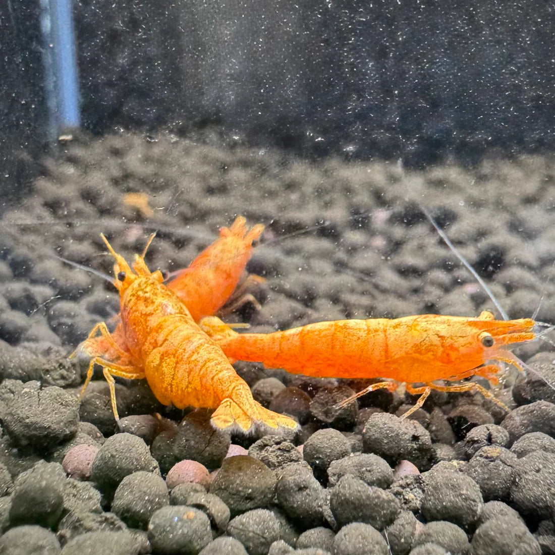 24K Sunkist Orange Neocaridina Shrimp