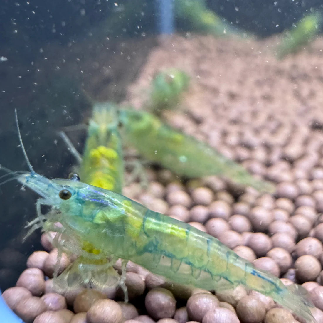 Blue Jelly Neocaridina Shrimp - The Ray Aquariums