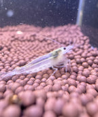 Snow White Amano Shrimp