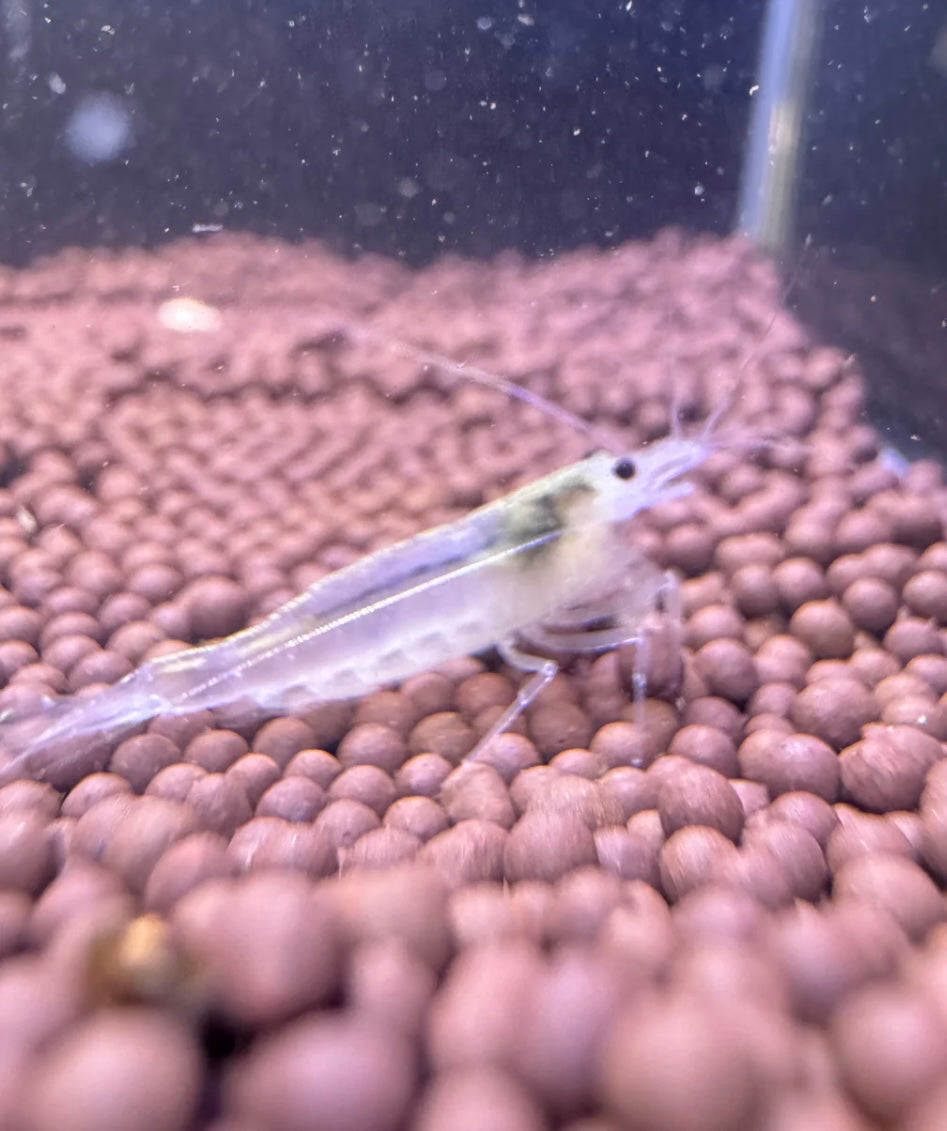 Snow White Amano Shrimp