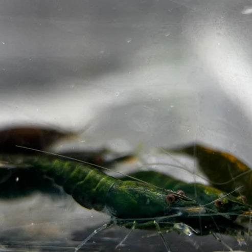 Green Jade Neocaridina Shrimp