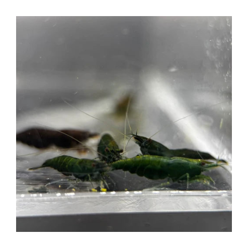 Green Jade Neocaridina Shrimp - The Ray Aquariums