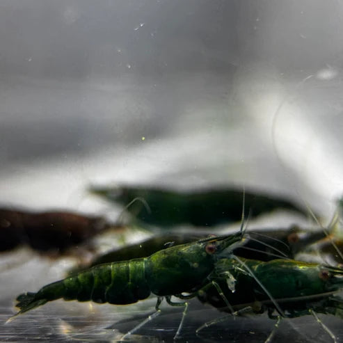 Green Jade Neocaridina Shrimp