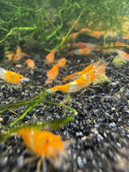 Orange Rili Neocaridina Shrimp - The Ray Aquariums