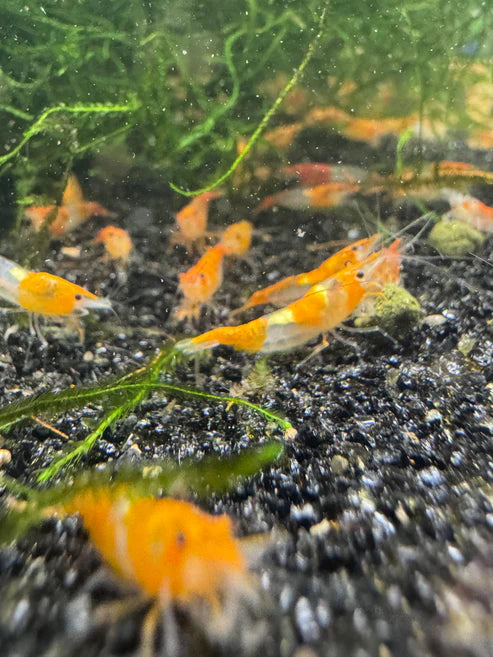 Orange Rili Neocaridina Shrimp - The Ray Aquariums