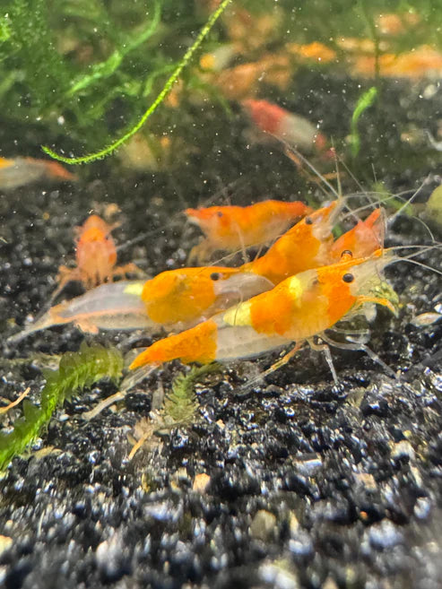 Orange Rili Neocaridina Shrimp - The Ray Aquariums