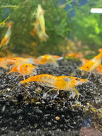 Orange Rili Neocaridina Shrimp - The Ray Aquariums