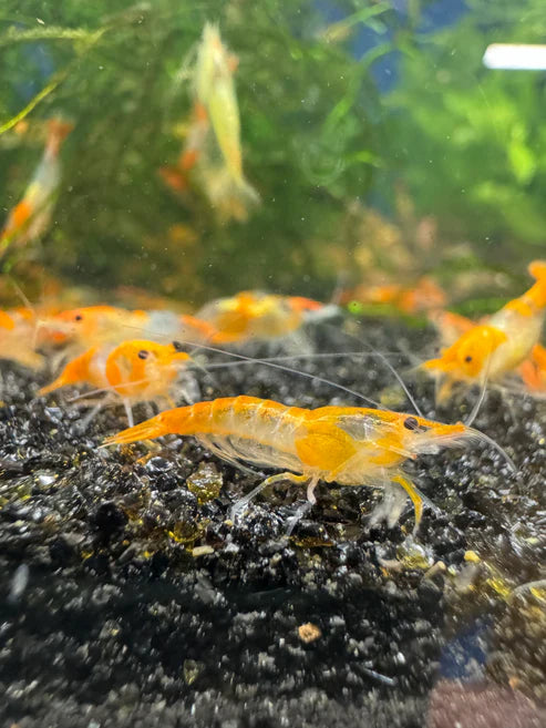 Orange Rili Neocaridina Shrimp - The Ray Aquariums