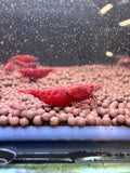 Fire Red Cherry Neocaridina shrimp - The Ray Aquariums